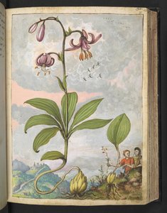 Lilium martagon, da 