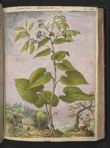 Lunaria rediviva, da 
