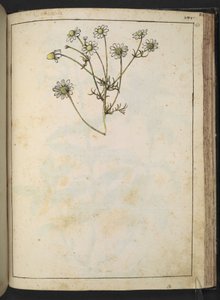 Matricaria chamomilla (Camomilla), da "Dipinti della flora degli Stati Romani" di Gherardo Cibo, Add MS 22333, f163r, c.1564-84 da Gherardo Cibo