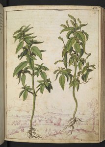 Mercurialis annua, da "Paintings of Flora of the Roman States" di Gherardo Cibo da Gherardo Cibo
