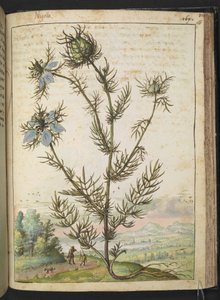 Nigella damascena, da "Dipinti della flora degli Stati Romani" di Gherardo Cibo