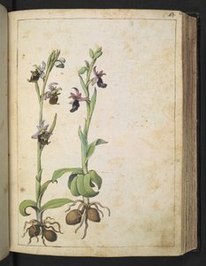 Orchidea: Una pianta con fiori bianchi e rosa, da "Dipinti della Flora degli Stati Romani" di Gherardo Cibo