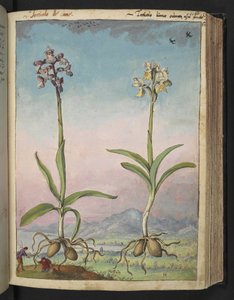 Orchis pallens: Due piante fiorite, da 