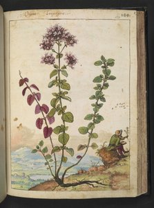 Origanum vulgare, da "Dipinti della flora degli Stati Romani" di Gherardo Cibo da Gherardo Cibo