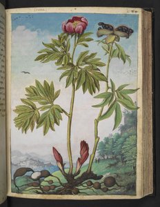 Paeonia officinalis, da "Dipinti della flora degli Stati Romani" di Gherardo Cibo da Gherardo Cibo
