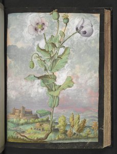Papaver somniferum: Una pianta con petali bianchi, da "Dipinti della flora degli Stati Romani" di Gherardo Cibo da Gherardo Cibo