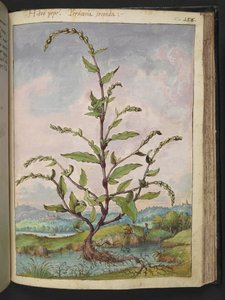 Persicaria hydropiper, da "Dipinti della Flora degli Stati Romani" di Gherardo Cibo, Add MS 22333, f152r, c.1564-84 da Gherardo Cibo