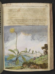 Pilosella officinarum, da 