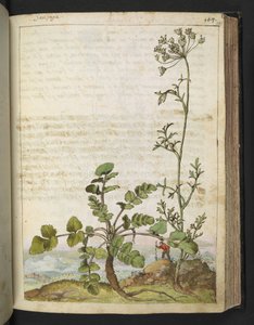 Pimpinella saxifraga, da 