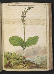 Possibilmente Ophrys apifera (orchidea ape), da "Dipinti della flora degli Stati Romani" di Gherardo Cibo