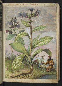 Pulmonaria officinalis, da "Paintings of Flora of the Roman States" di Gherardo Cibo