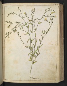 Ranunculus bulbosus: Una pianta con fiori gialli, da 