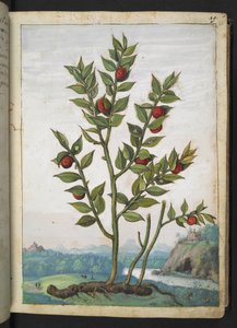 Ruscus aculeatus: Una pianta con bacche rosse, da 