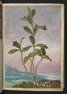 Ruscus hypoglossum: Una pianta con bacche rosse, da 