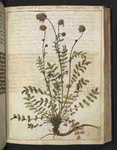 Sanguisorba minor, da "Dipinti della flora degli Stati Romani" di Gherardo Cibo, Add MS 22333, f102r, c.1564-84 da Gherardo Cibo
