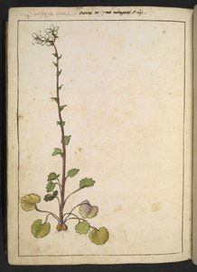 Saxifraga bianca, fiore alpino con petali bianchi, da "Paintings of Flora of the Roman States" di Gherardo Cibo da Gherardo Cibo
