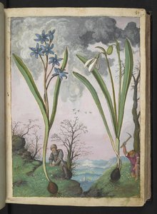 Scilla bifolia e Galanthus nivalis, da "Paintings of Flora of the Roman States" di Gherardo Cibo