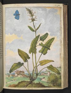 Stachys officinalis, da 