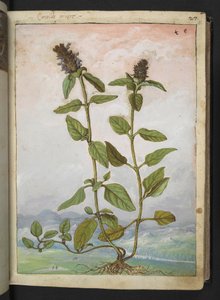 Symphytum bulbosum (Consolida bulbosa), da "Dipinti della flora degli Stati Romani" di Gherardo Cibo da Gherardo Cibo