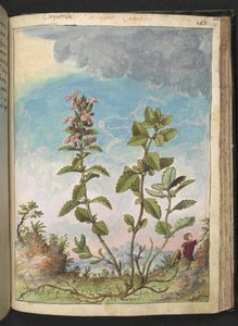 Teucrium chamaedrys (Camedrio comune), da 