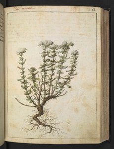 Teucrium montanum, da 