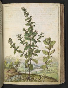 Teucrium scordium, da 