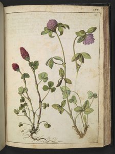 Trifolium incarnatum & Trifolium pratens, da 