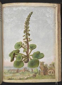 Umbilicus rupestris (Umbilico di Venere): Pianta fiorita commestibile, da 