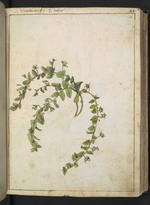 Veronica, da "Dipinti della flora degli Stati Romani" di Gherardo Cibo, Add MS 22333, f048r, c.1564-84 da Gherardo Cibo