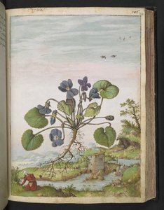 Viola odorata, da "Dipinti della flora degli Stati Romani" di Gherardo Cibo, Add MS 22333, f104r, c.1564-84 da Gherardo Cibo
