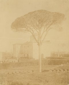[Albero nel Giardino Formale Fuori dal Palazzo], 1860s-70s