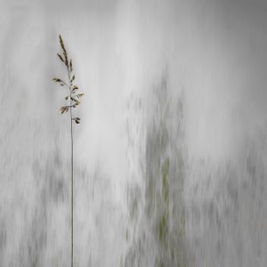 Erba solitaria, delicatamente sfocata da Gilbert Claes