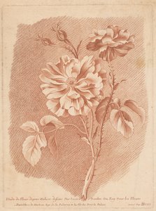 Fiori
