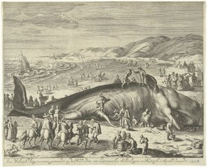 Balena Arenata a Berckhey, 1598 Una balena lunga 70 piedi, arenata sulla costa olandese, tra Scheveningen e Katwijk, a febbraio, 1598