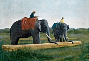 Elefanti che spostano un tronco, Ceylon, c1890 da Gillot