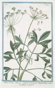 Ammi majus da Giorgio Bonelli