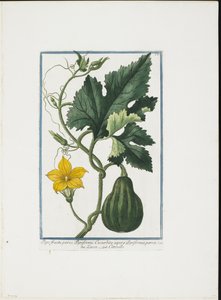 Stampa vegetale, da Hortus Romanus, Vol. I o II da Giorgio Bonelli