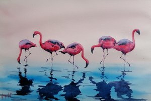 Fenicotteri rosa che guadano