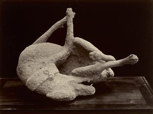 Cane, Pompei, c.1870