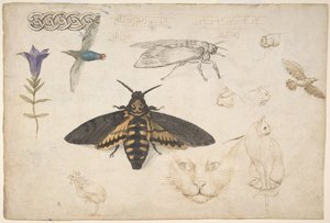 Studi di una genziana, falena, uccelli, gatti, motivo intrecciato e fregi greci recto, 1530-40 da Giorgio di Giovanni