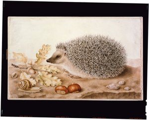 Un riccio in un paesaggio da Giovanna Garzoni