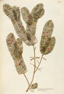 Tasso europeo (Taxus baccata), Taxaceae di Giovanni Antonio Bottione da Giovanni Antonio Bottione
