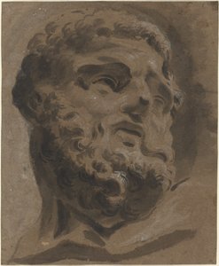 Testa barbuta dall