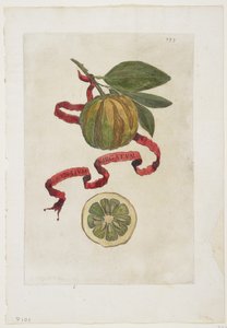 Aurantium Virgatum, da Hesperides