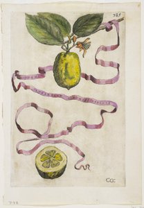 Idem Aurantium Limonis Effigle, da Hesperides, 1646 da Giovanni Battista Ferrari