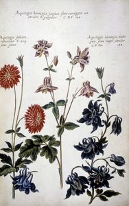 Tavola botanica: tre tipi di Ancolie (Aquilegia)