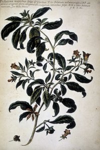 Tavola botanica: Belladonna (Belladona Majoribus Folys) - In 