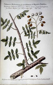 Opobalsamo (Ramo con resina) da Giovanni Battista Morandi