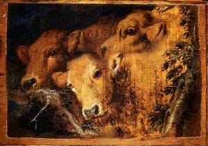 Tre teste di vitello. Dipinto di Giovanni Benedetto Castiglione detto il Grechetto (1610-1665) Sole. 24x35 cm Genova, Musei di Strada Nuova