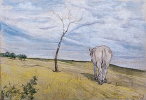 Cavallo bianco